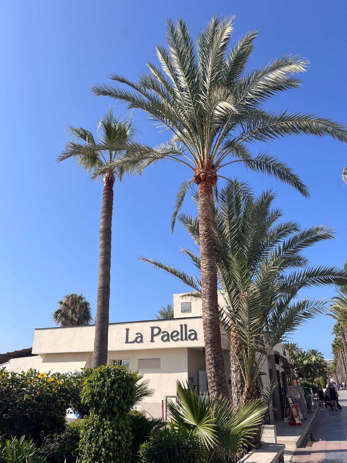 Restaurant La Paella in Granada – Fassade mit Palmen bei Abendstimmung.
